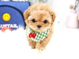 STAR MALTİPO BEBEKLERİMİZ