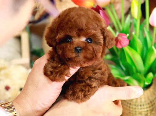 Dünya Tatlisi Toy Poodle Bebekleri̇m görsel
