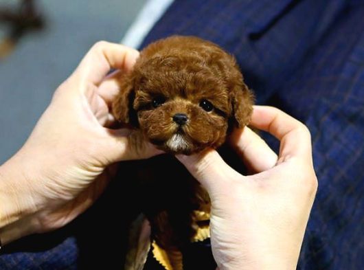 Kop Koyu Toy Poodle Bebekleri̇m İstanbulda