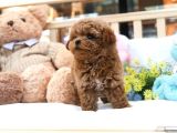 İstanbulun En Gözde Toy Poodle Bebekleri̇