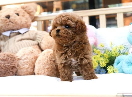 İstanbulun En Gözde Toy Poodle Bebekleri̇ görsel