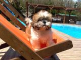 EN GÜZEL SHIH TZU BEBEKLERİ SİZLERİ BEKLİYOR