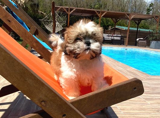 EN GÜZEL SHIH TZU BEBEKLERİ SİZLERİ BEKLİYOR