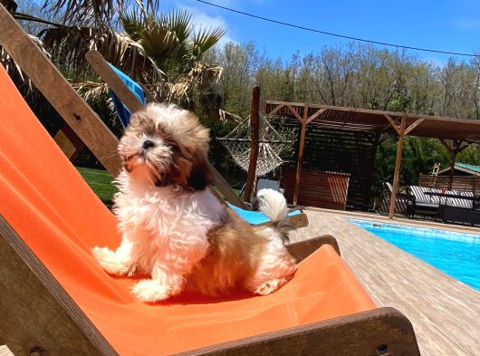 En Güzel Shih Tzu Bebekleri̇ Si̇zleri̇ Bekli̇yor görsel