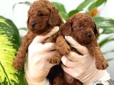 MAYA KIZIMIZIN MÜKEMMEL YAVRUSU TOY POODLE