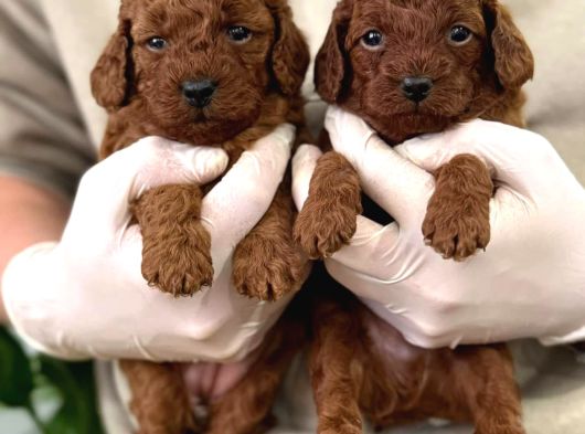 Maya Kizimizin Mükemmel Yavrusu Toy Poodle görsel