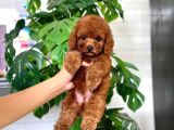 Tuvalet Eği̇ti̇mli̇ Toy Poodle Bebeği̇m