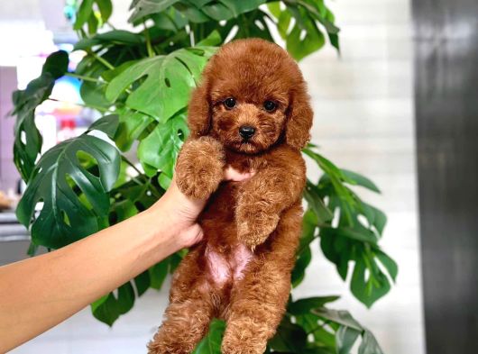 Tuvalet Eği̇ti̇mli̇ Toy Poodle Bebeği̇m görsel