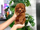 Tuvalet Eği̇ti̇mli̇ Toy Poodle Bebeği̇m