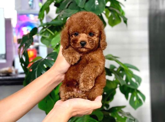 Tuvalet Eği̇ti̇mli̇ Toy Poodle Bebeği̇m görsel