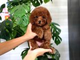 Tuvalet Eği̇ti̇mli̇ Toy Poodle Bebeği̇m