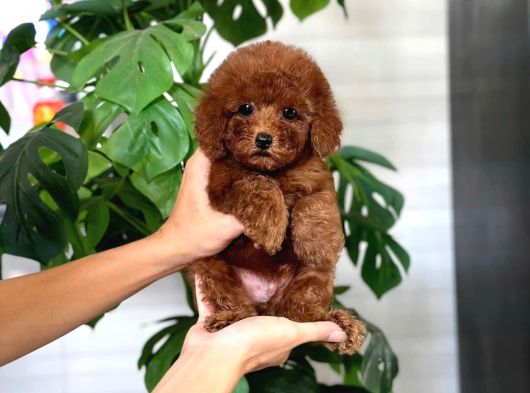 Tuvalet Eği̇ti̇mli̇ Toy Poodle Bebeği̇m görsel