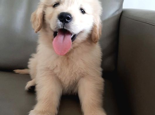 Dişi Ve Erkek Golden Retriever Baby Face Bebeklerimiz görsel
