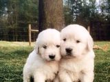 Dişi Ve Erkek Golden Retriever Baby Face Bebeklerimiz