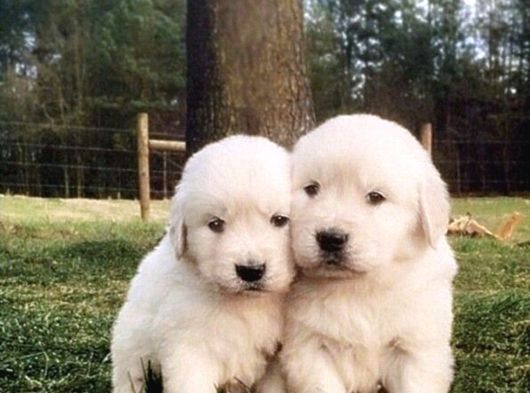 Dişi Ve Erkek Golden Retriever Baby Face Bebeklerimiz görsel