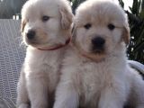 Dişi Ve Erkek Golden Retriever Baby Face Bebeklerimiz