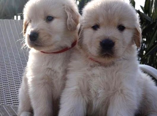 Dişi Ve Erkek Golden Retriever Baby Face Bebeklerimiz görsel