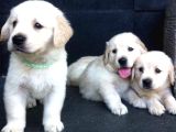 Dişi Ve Erkek Golden Retriever Baby Face Bebeklerimiz