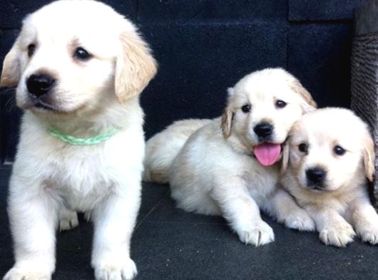 Dişi Ve Erkek Golden Retriever Baby Face Bebeklerimiz görsel