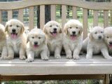 Dişi ve erkek golden retriever baby face bebeklerimiz