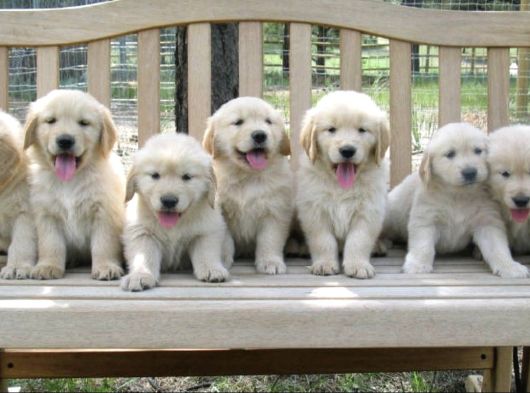 Dişi ve erkek golden retriever baby face bebeklerimiz