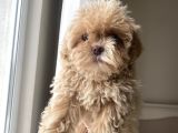 TEACUP MALTİPO BEBEKLERİM