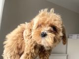Teacup Malti̇po Bebekleri̇m