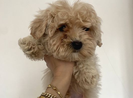 Teacup Malti̇po Bebekleri̇m görsel