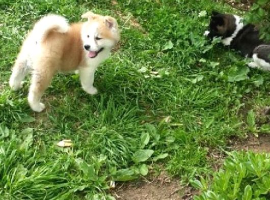 Akita Inu Yavrulari Mama Ve Malzeme Kampanyali görsel