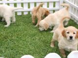 Özel Golden Retriever Yavrulari İstanbul