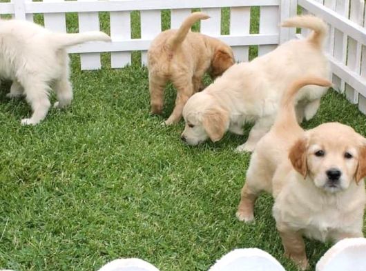 Özel Golden Retriever Yavrulari İstanbul görsel