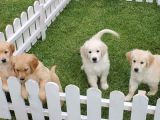 Özel Golden Retriever Yavrulari İstanbul