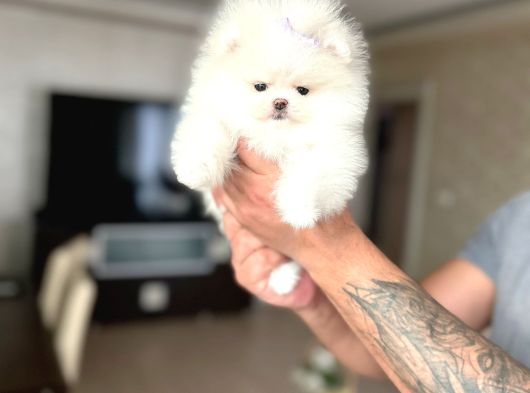 Mi̇ni̇ Boy Prenses görsel