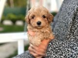 MALTİPOO BEBEKLERİMİZ SENİ BEKLİYOR
