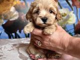 TATLI MI TATLI MALTİPOO YAVRULARIMIZ