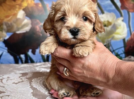 Tatli Mi Tatli Malti̇poo Yavrularimiz