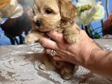 Tatli Mi Tatli Malti̇poo Yavrularimiz