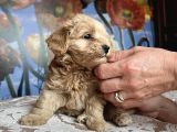 Tatli Mi Tatli Malti̇poo Yavrularimiz