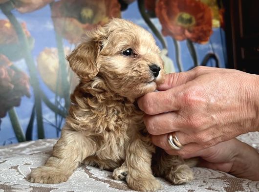 Tatli Mi Tatli Malti̇poo Yavrularimiz görsel