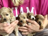 ÇİFT RENKLİ MALTİPOO BEBEKLERİMİZ