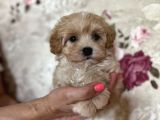 TOSBİK MALTİPOO BEBEKLER