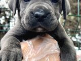 Heybetli Dev Gibi Cane Corso Yavrular