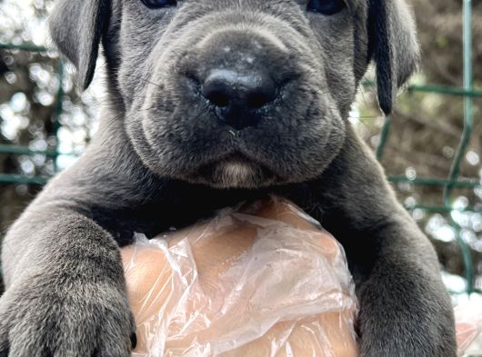 Heybetli Dev Gibi Cane Corso Yavrular görsel
