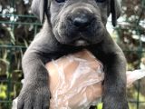 Heybetli Dev Gibi Cane Corso Yavrular