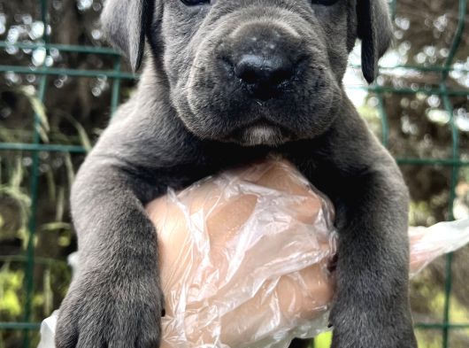 Heybetli Dev Gibi Cane Corso Yavrular görsel