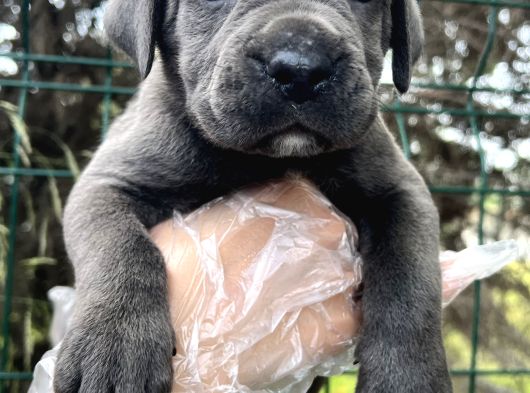 Heybetli Dev Gibi Cane Corso Yavrular görsel