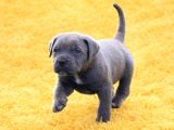 Heybetli Dev Gibi Cane Corso Yavrular