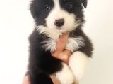 Zeka Küpü Irk Garantili Border Collie Yavrular