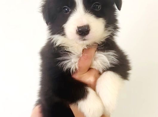Zeka Küpü Irk Garantili Border Collie Yavrular görsel