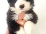 Zeka Küpü Irk Garantili Border Collie Yavrular
